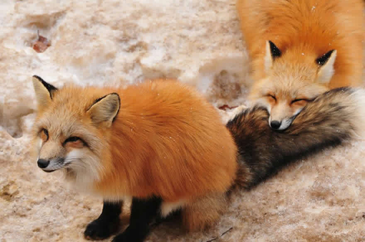 japan - zao fox village 8