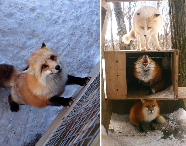 japan - zao fox village 9