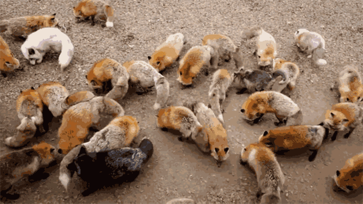 japan - zao fox village