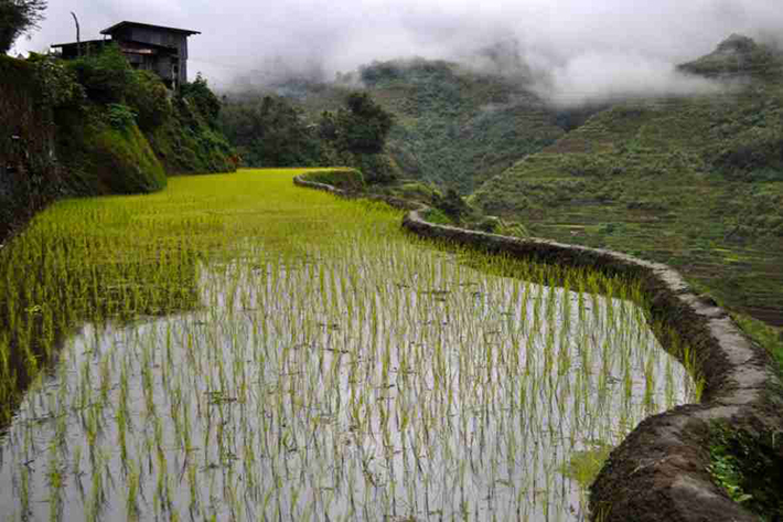 ph rice terraces 41