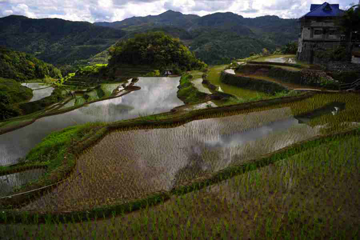 ph rice terraces 43