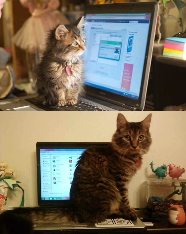 then and meow (22)