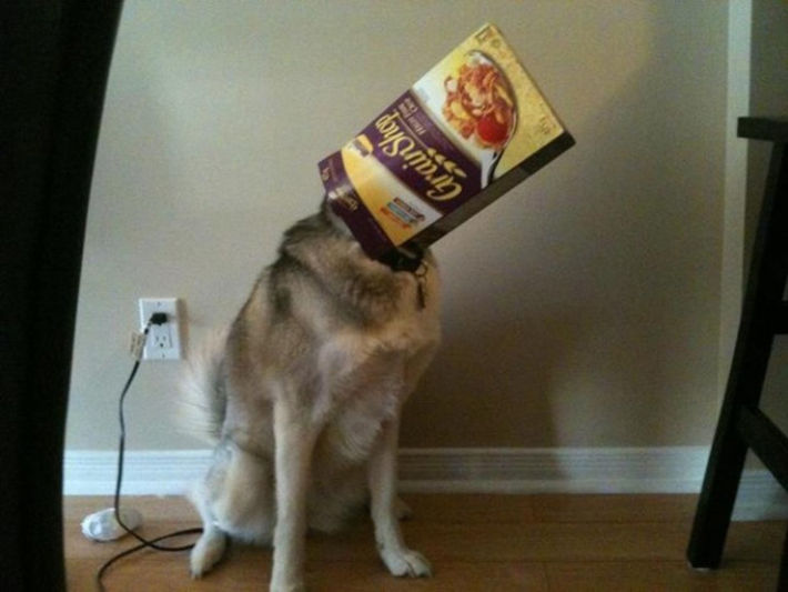 dogs making terrible life choices 15