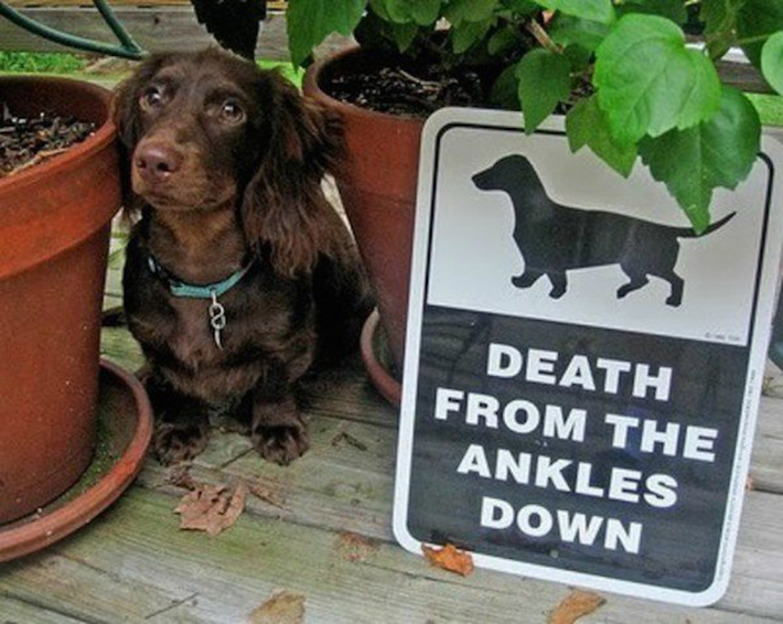 funny dog signs 6