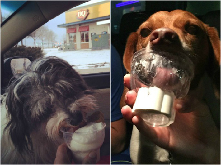 special menu items for dogs - dairy queen