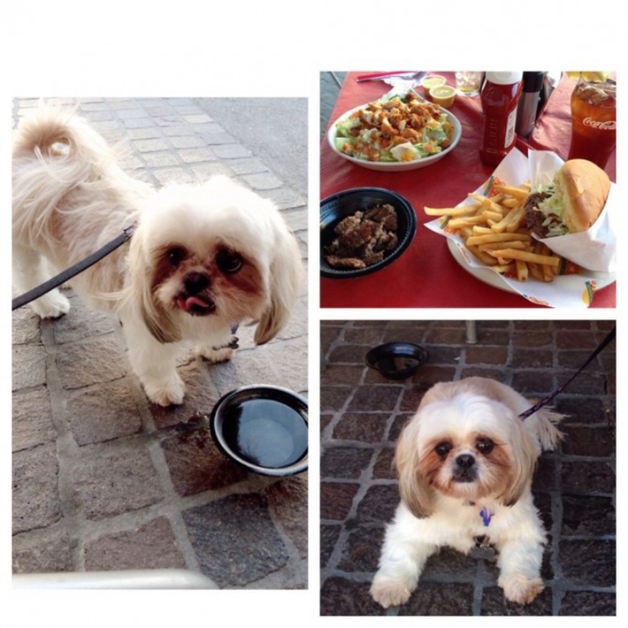 special menu items for dogs - johnny rockets