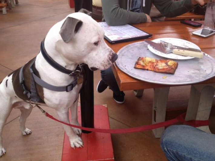 special menu items for dogs - rocks and brews