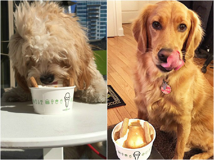 special menu items for dogs - shake shack