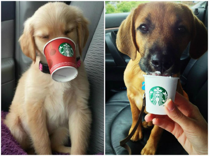 special menu items for dogs - starbucks