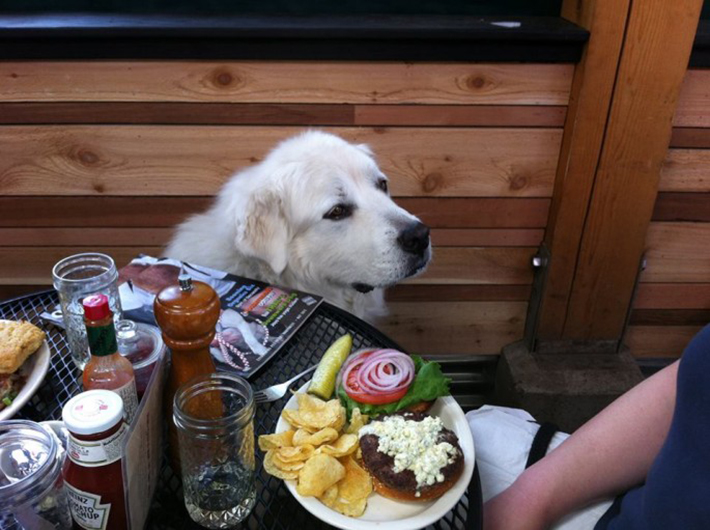 special menu items for dogs - tim shed garden cafe