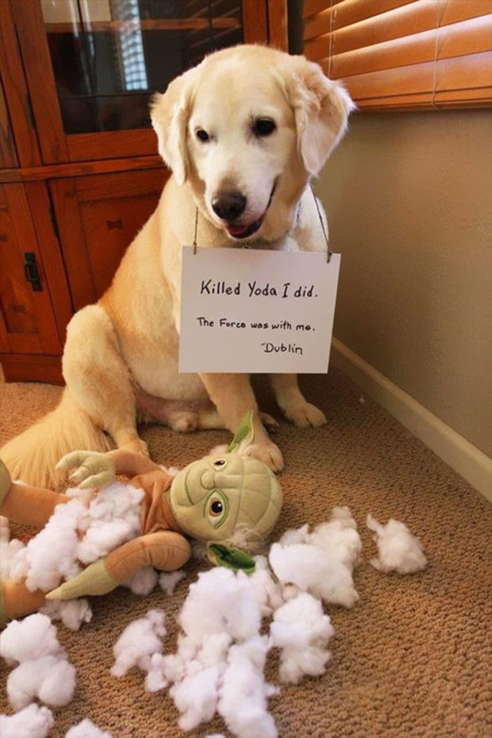 dog-shaming 1