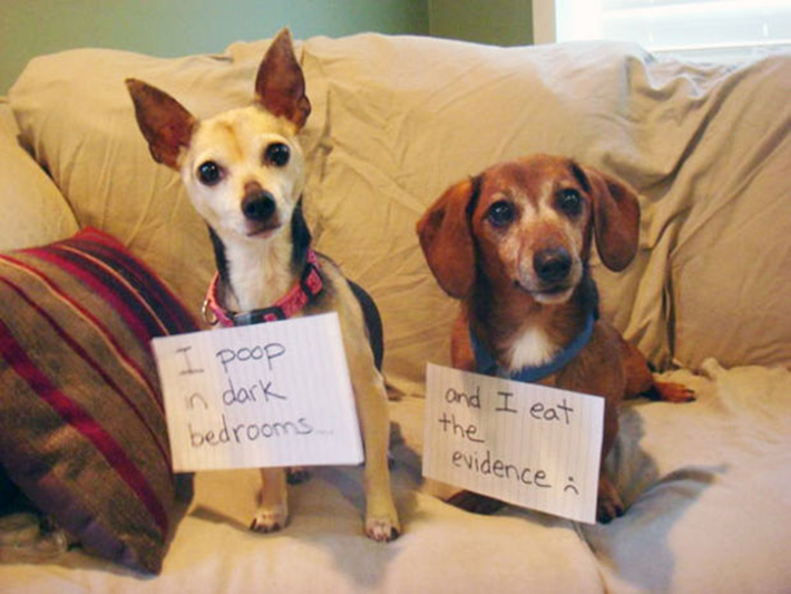 dog-shaming 10