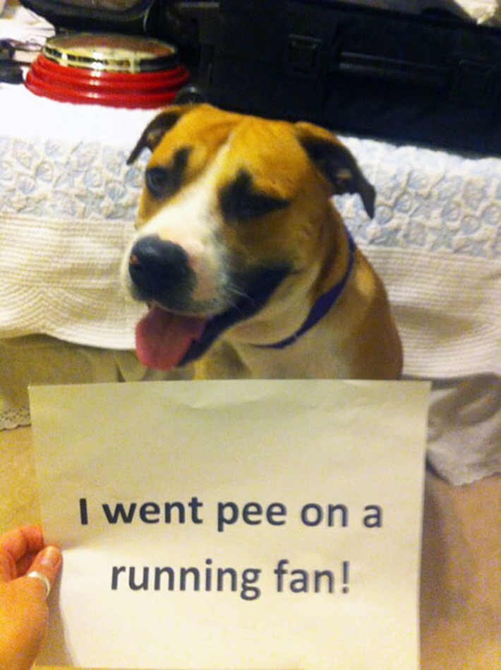 dog-shaming 11