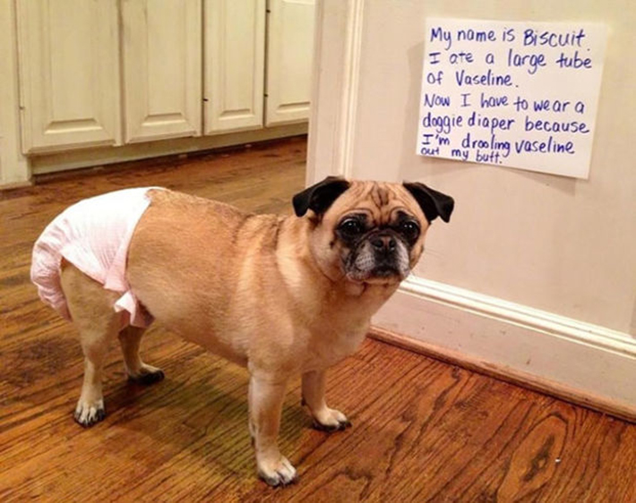 dog-shaming 13