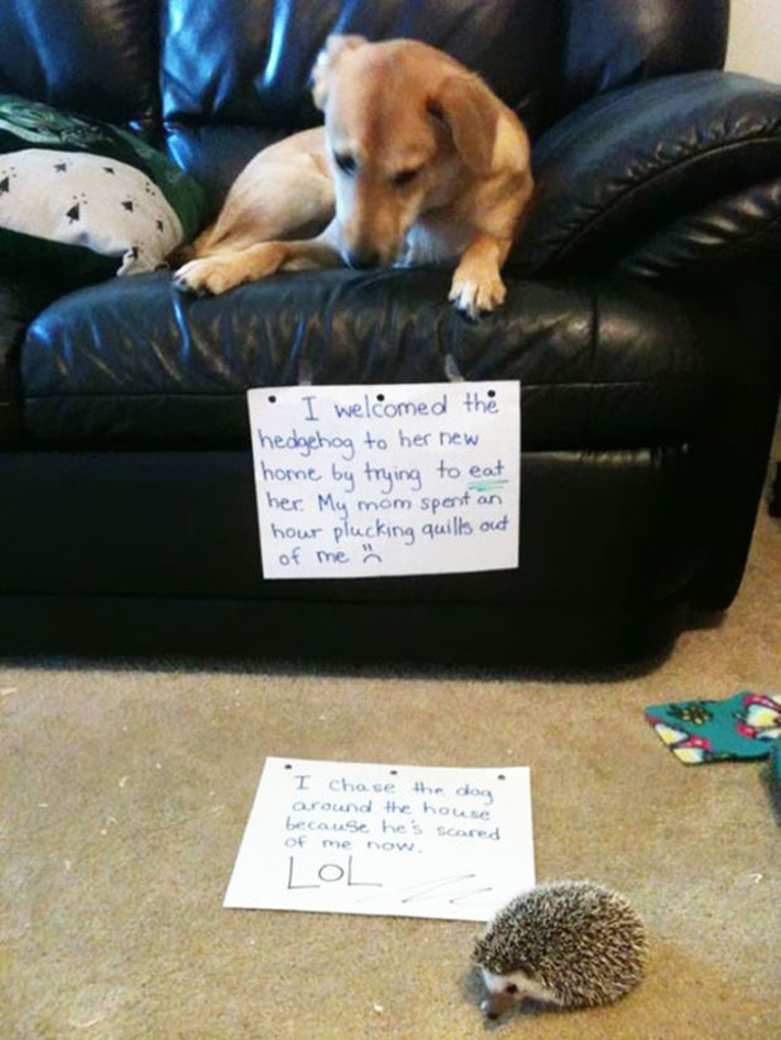 dog-shaming 15