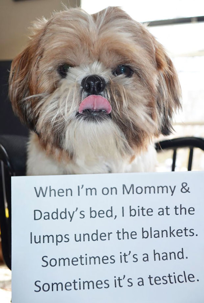 dog-shaming 19