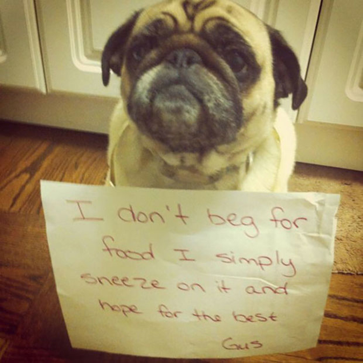 dog-shaming 2