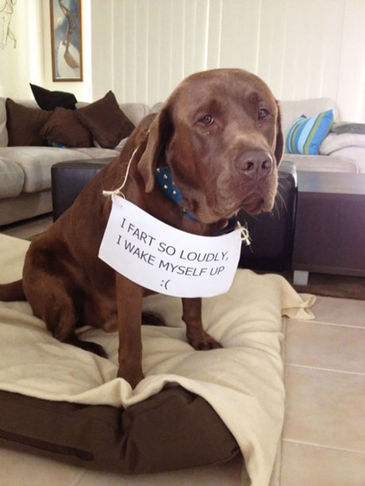 dog-shaming 21