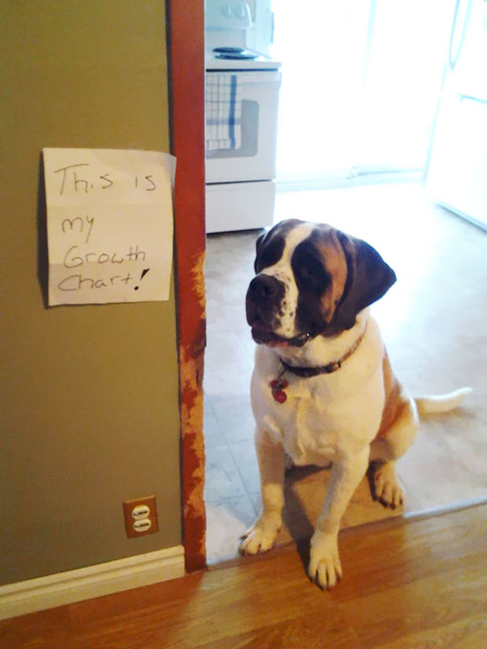 dog-shaming 22