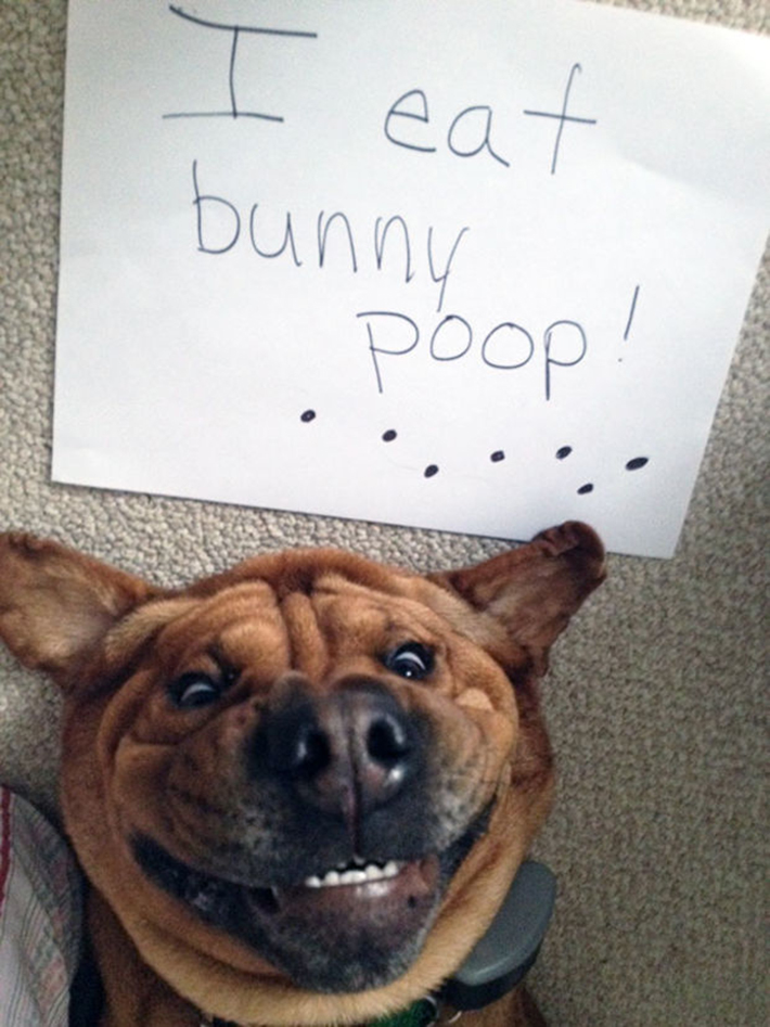 dog-shaming 23