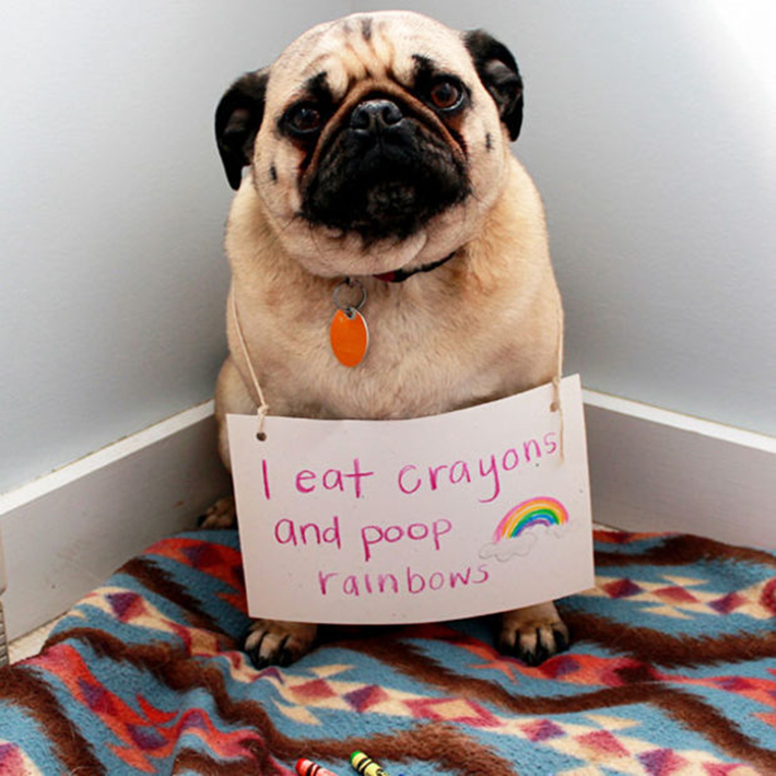 dog-shaming 26