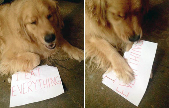 dog-shaming 27