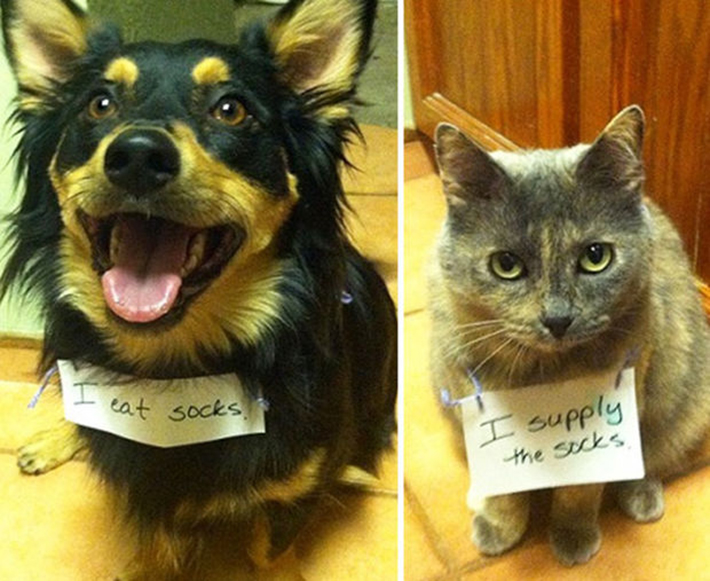 dog-shaming 28