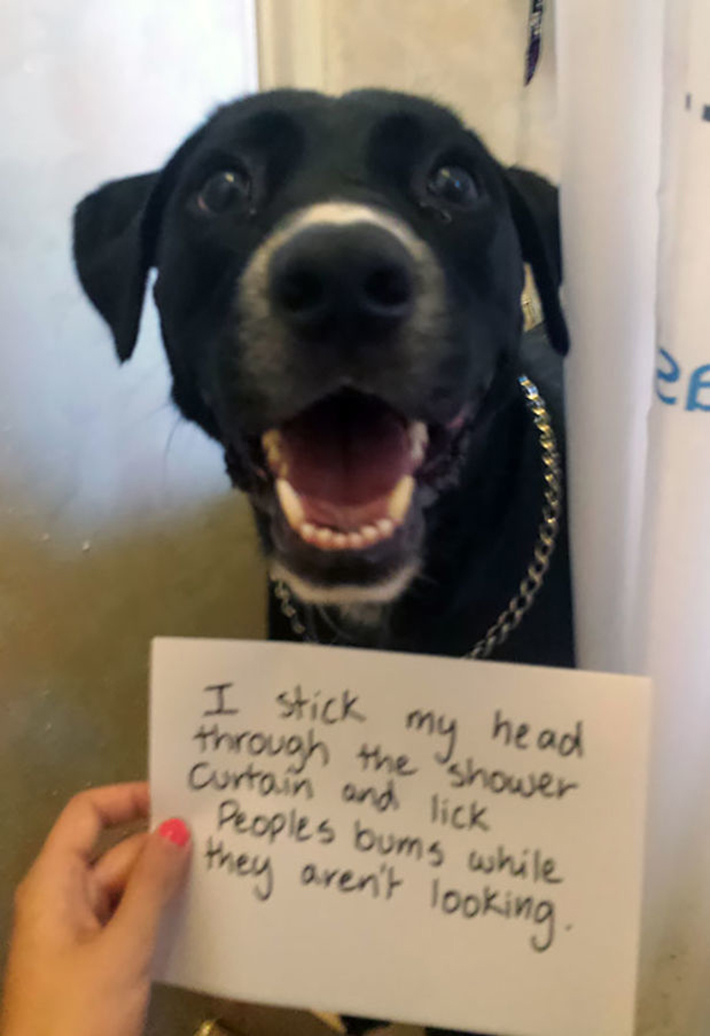 dog-shaming 3