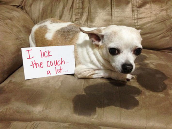 dog-shaming 5