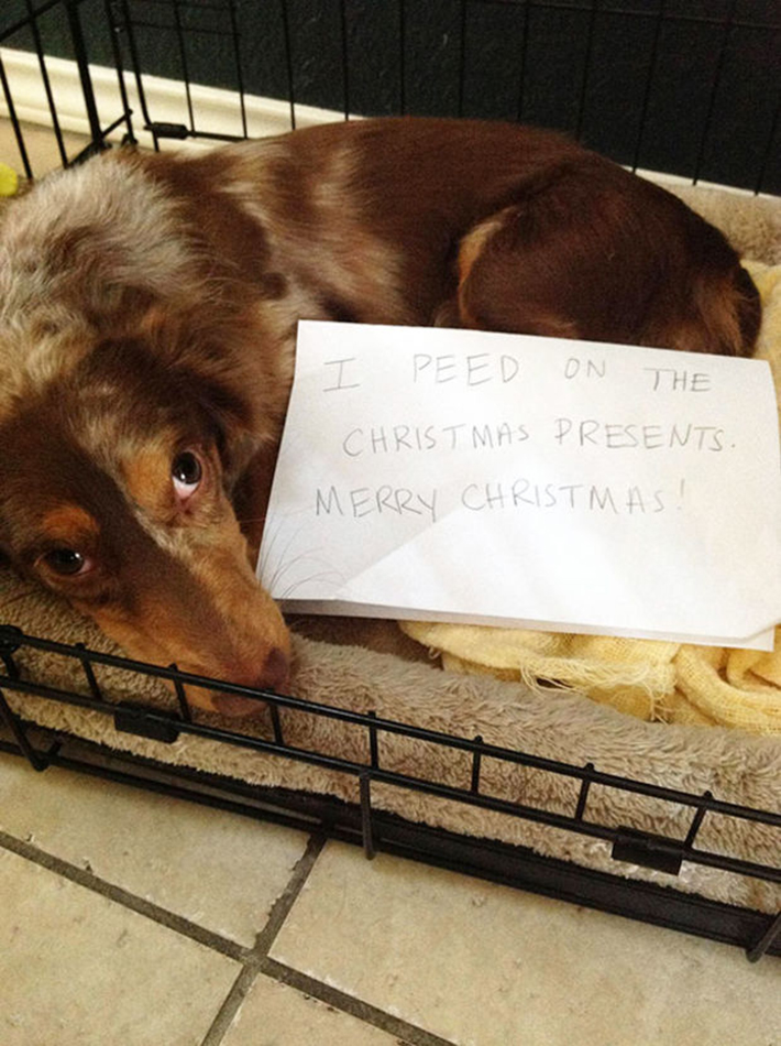 dog-shaming 7