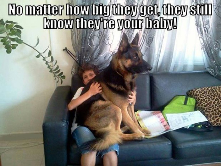 funny dog owner situations 1