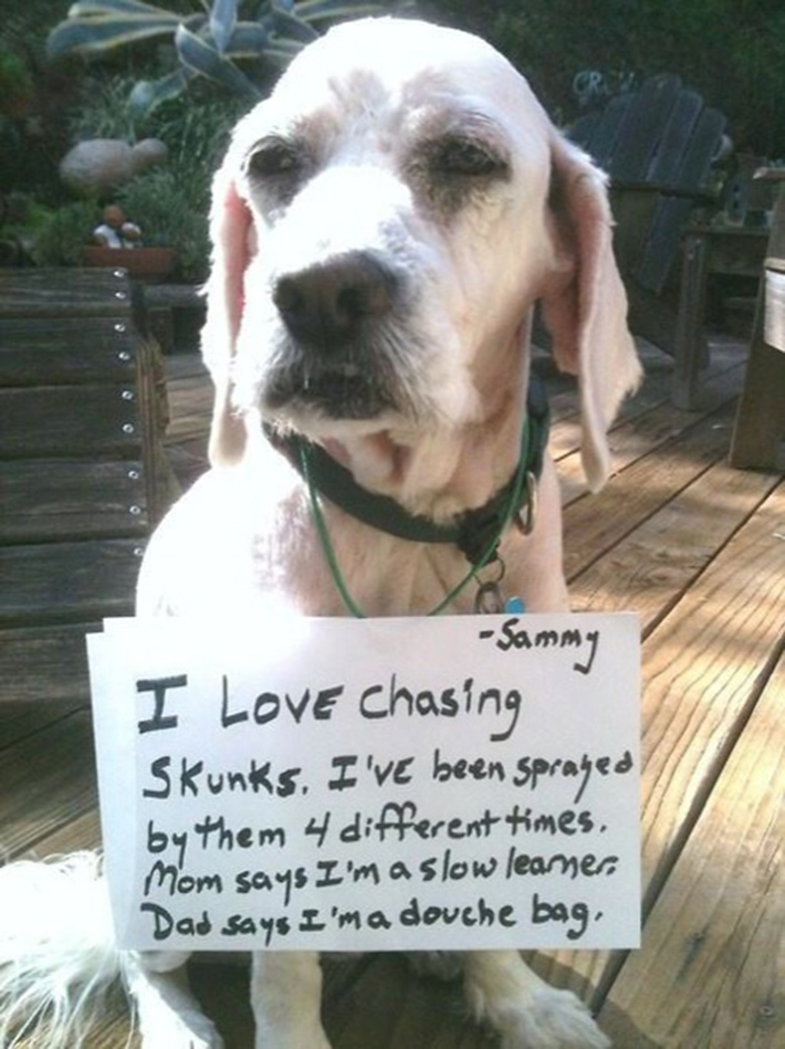 funny dog owner situations 10