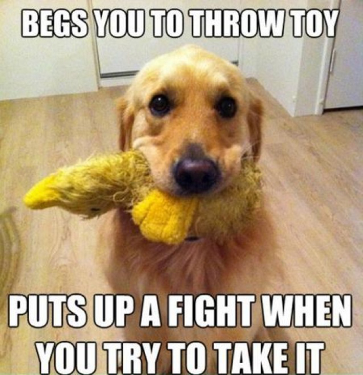 funny dog owner situations 14