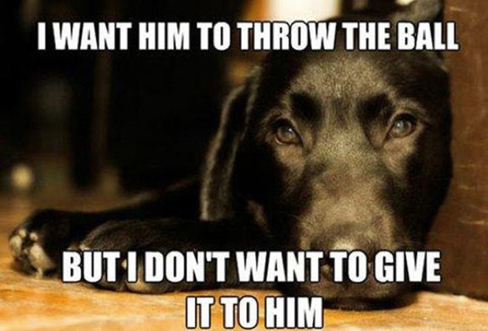 funny dog owner situations 18