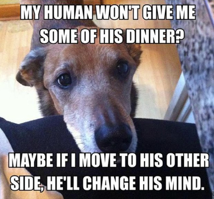 funny dog owner situations 21