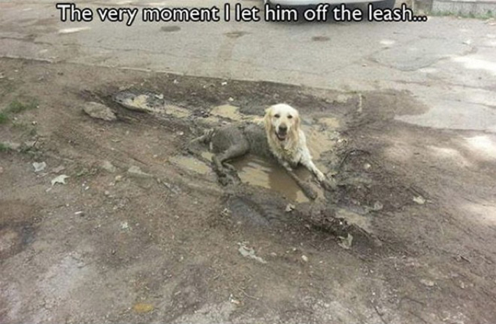 funny dog owner situations 23