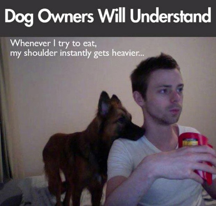 funny dog owner situations 25