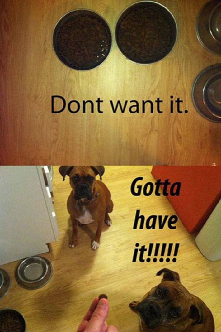 funny dog owner situations 4