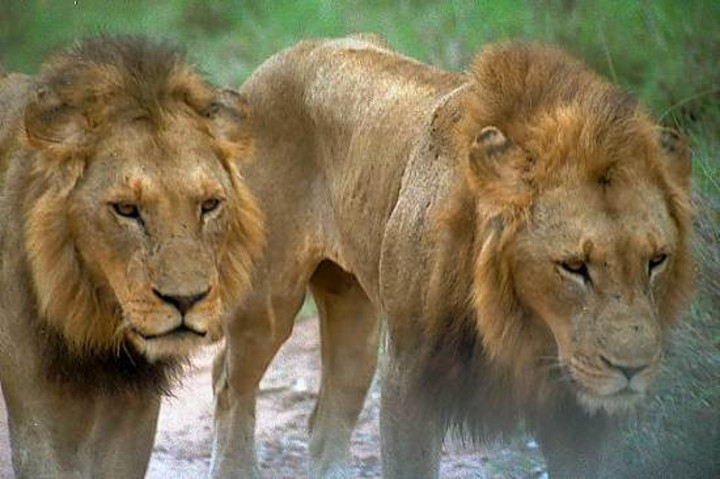 Njombe Lions