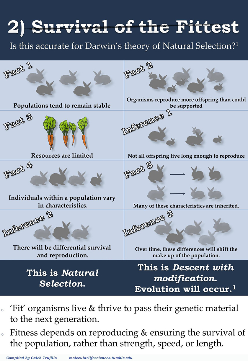 evolution infographic 2