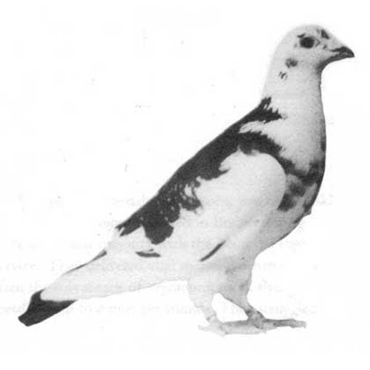  www.pigeonsincombat.com