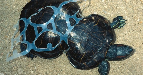 http://www.boredpanda.com/tortoise-trapped-in-plastic/