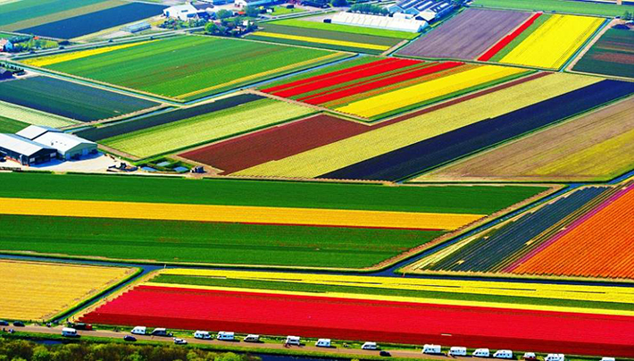 aerial photos - tulip fields
