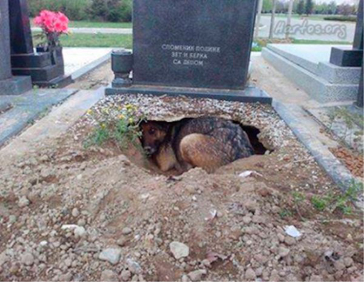 dog in grave true story -1