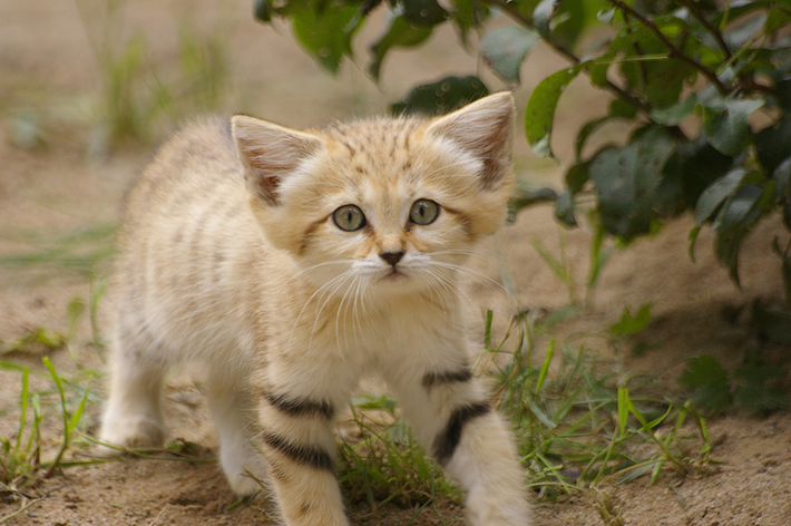 sand cat 10