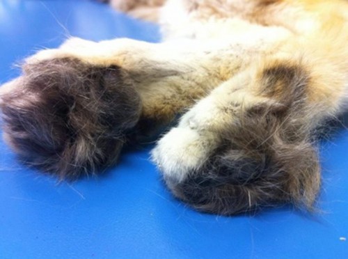 Meet The Sand  Cats  The Unbearably Adorable Felines That 