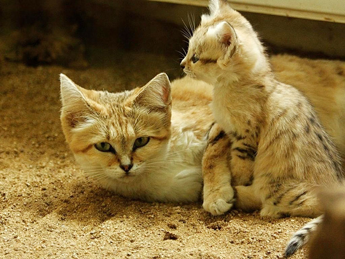 Meet The Sand Cats The Unbearably Adorable Felines That Stay Kitten Cute Forever