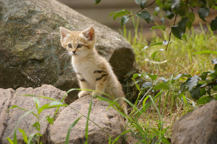 sand cat 7