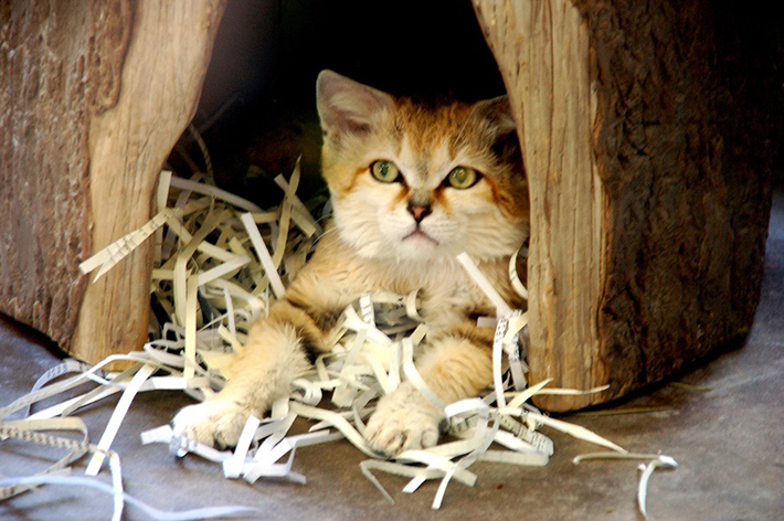 sand cat 8