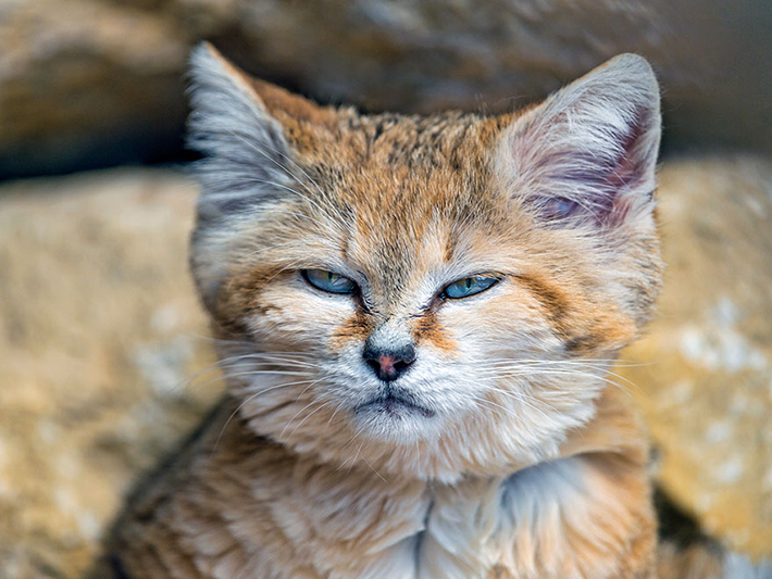 sand cat 9
